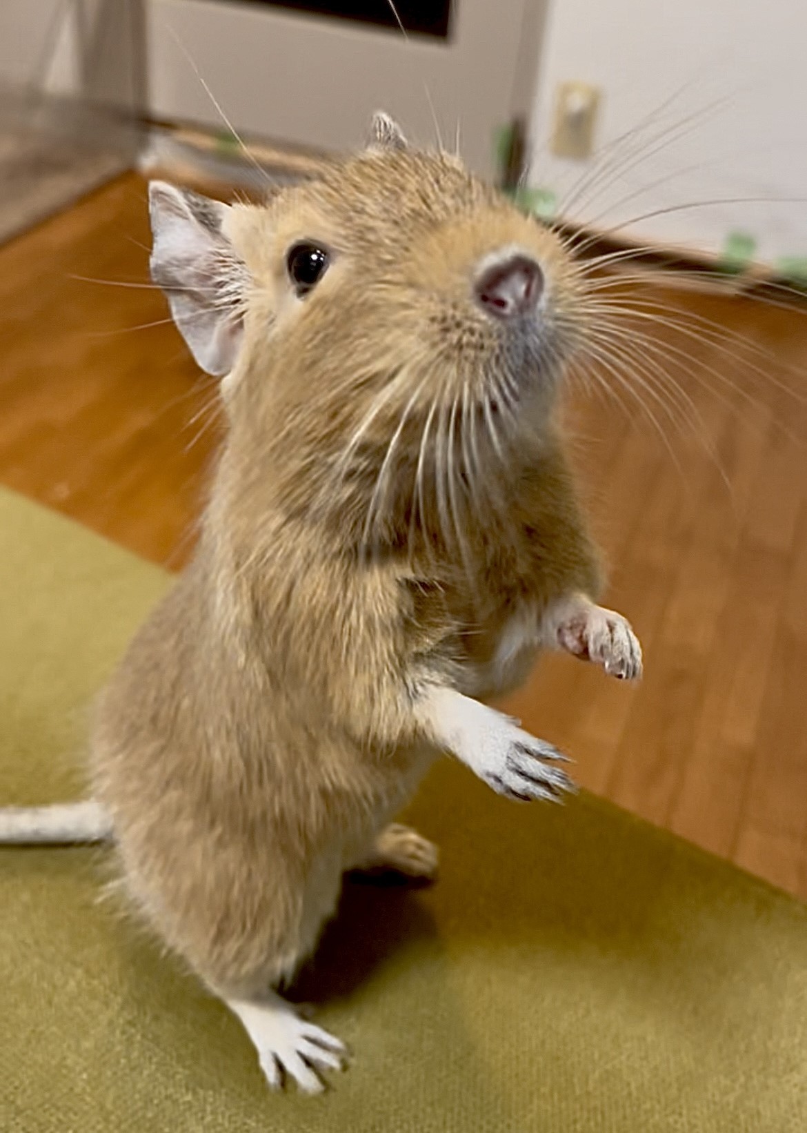 デグーのチョリー