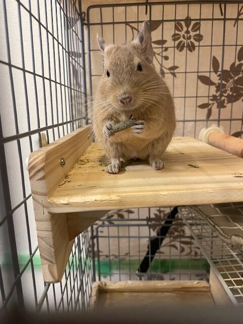 ペレット食べるデグー