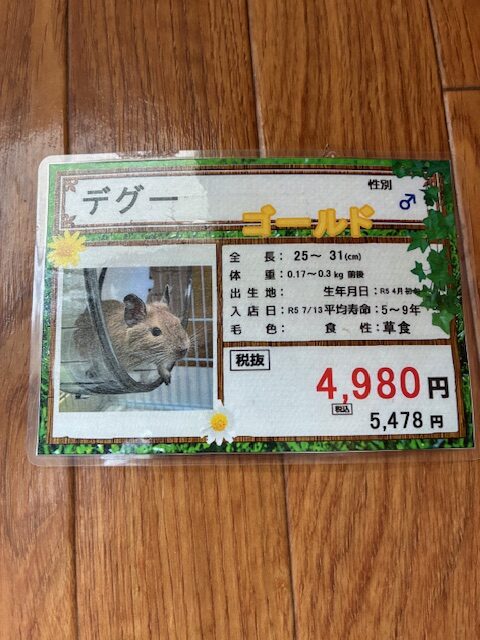 デグー ポップ